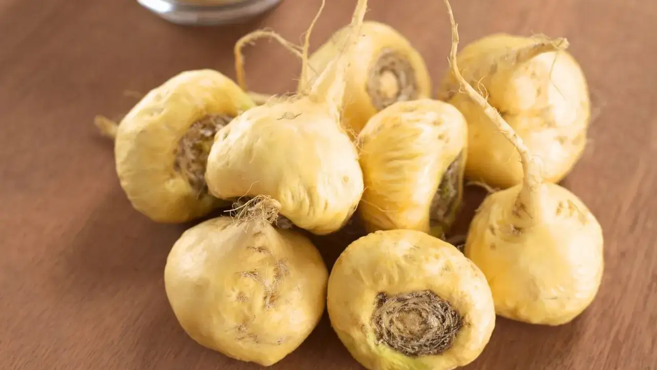 Racines de maca jaunes, pr&ecirc;tes &agrave; offrir un maca effet imm&eacute;diat.