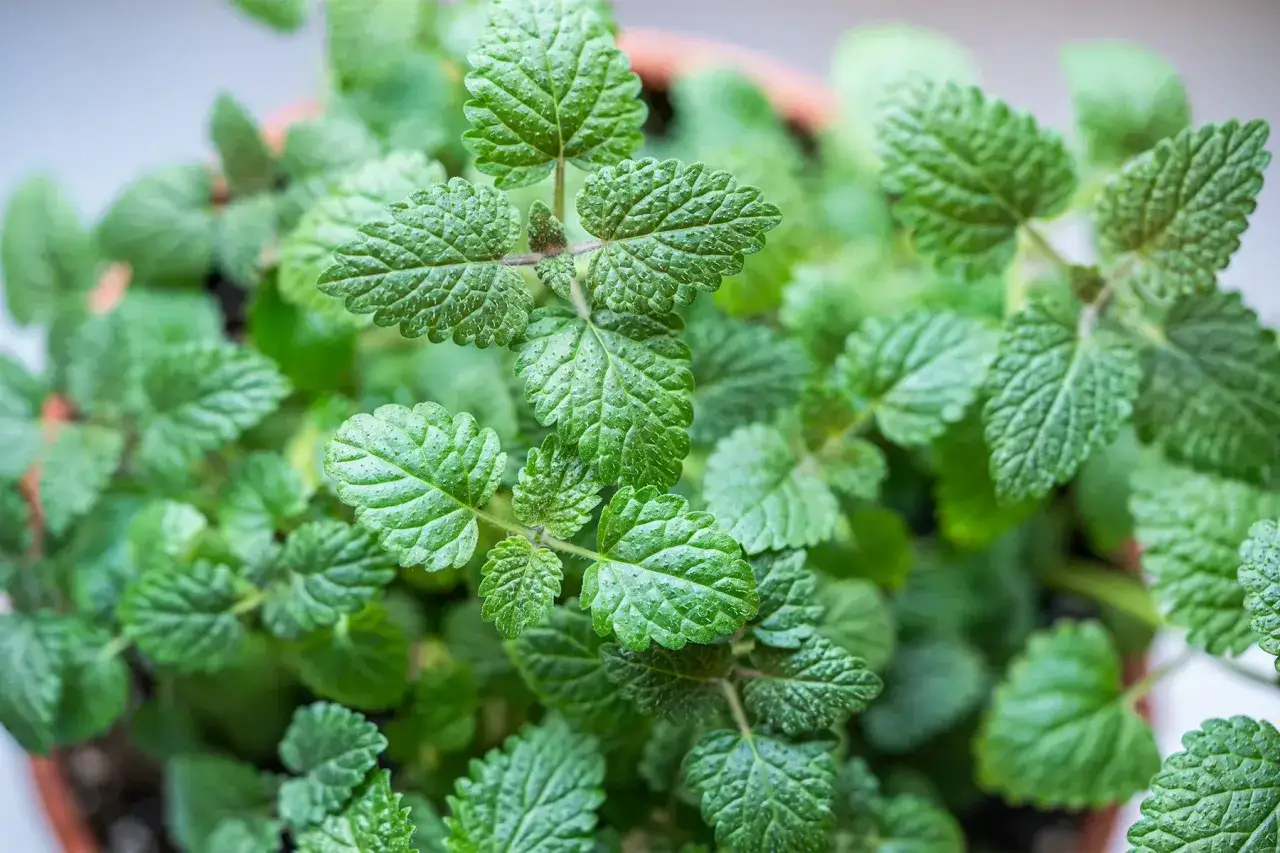 Feuilles vertes et textur&eacute;es de m&eacute;lisse, id&eacute;ales pour infusion ou cuisine. La m&eacute;lisse, utilisation polyvalente pour le bien-&ecirc;tre.