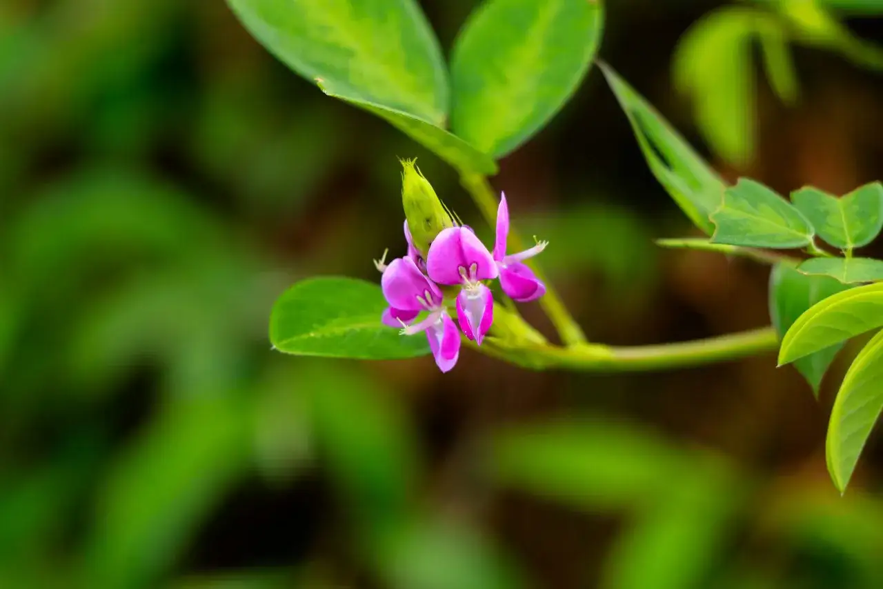 Fleur rose de desmodium, plante aux nombreuses vertus m&eacute;dicinales, sur fond vert flou.