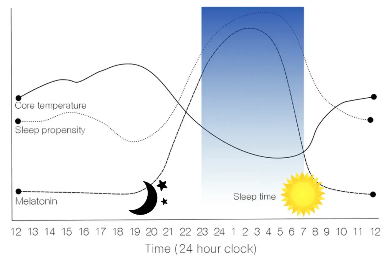 Courbe montrant que la m&eacute;latonine, c'est quoi : elle monte la nuit, favorisant le sommeil, tandis que la temp&eacute;rature corporelle et la propension au sommeil varient.