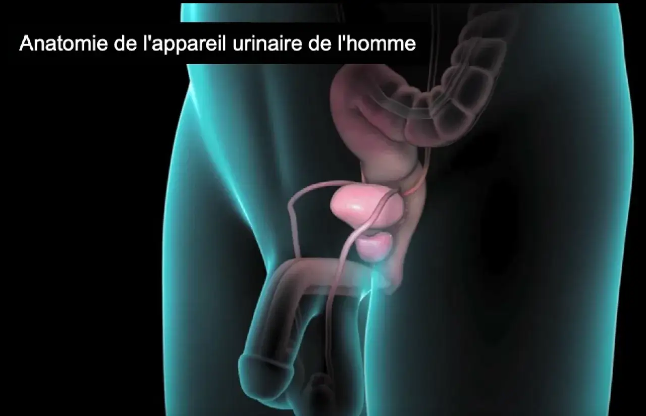 Anatomie de l'appareil urinaire masculin. La prostate, ses symptômes et traitements naturels sont illustrés.