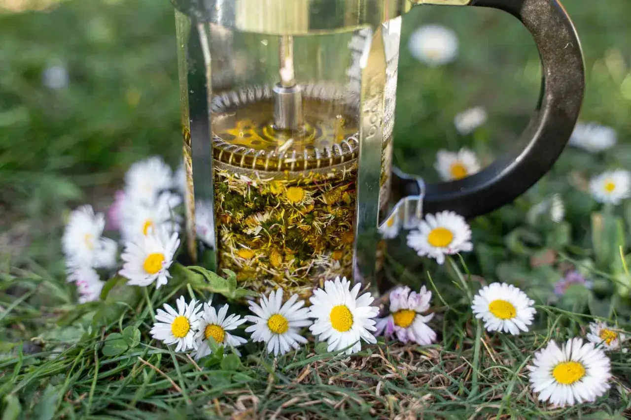 Infusion de pâquerettes dans une cafetière à piston, entourée de fleurs. Attention, l'huile de pâquerette peut présenter un danger.