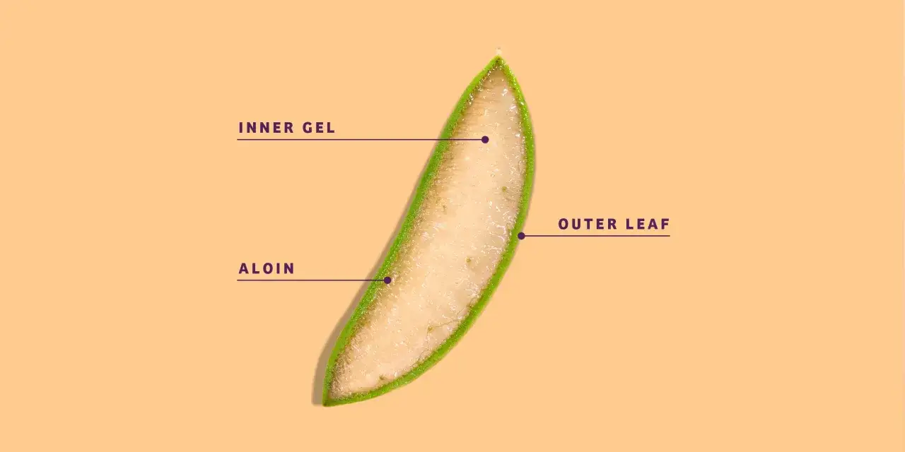 Tranche d'aloe vera montrant le gel intérieur et la feuille extérieure. L'aloïne, présente dans la feuille extérieure, peut causer un danger.