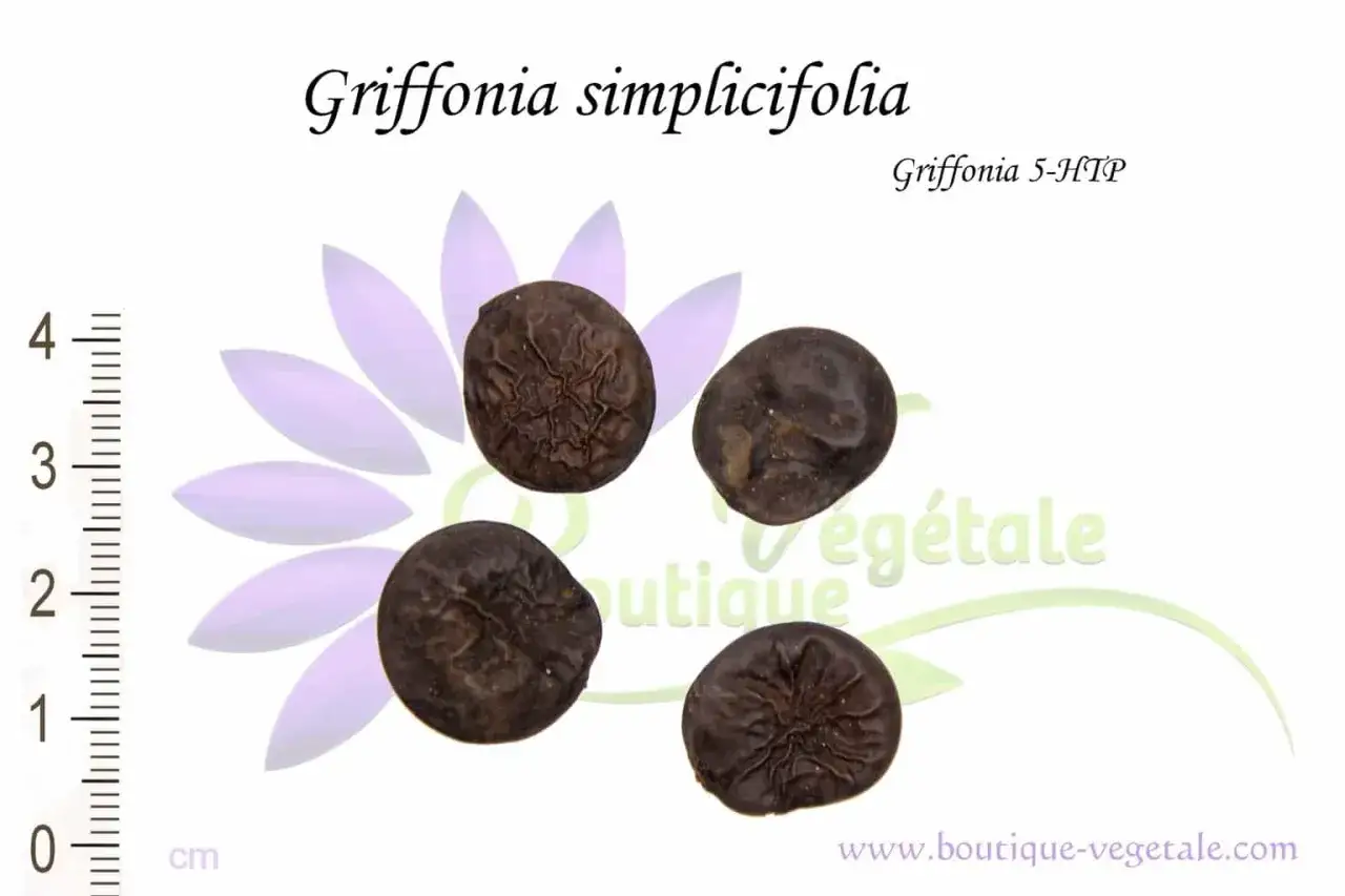 Graines de Griffonia simplicifolia, source de 5-HTP. Le griffonia effet au bout de combien de temps ? Ces graines sont la cl&eacute;.