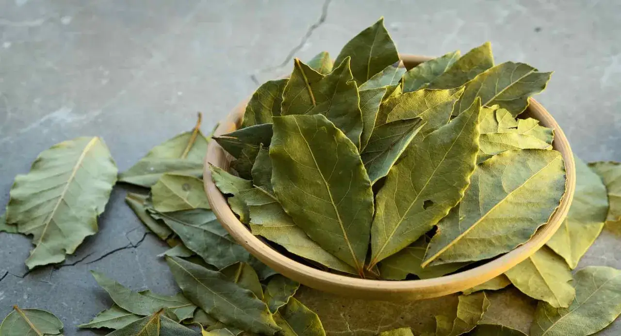Un bol rempli de feuilles de laurier s&eacute;ch&eacute;es, &eacute;voquant les nombreux bienfaits de cette herbe aromatique.