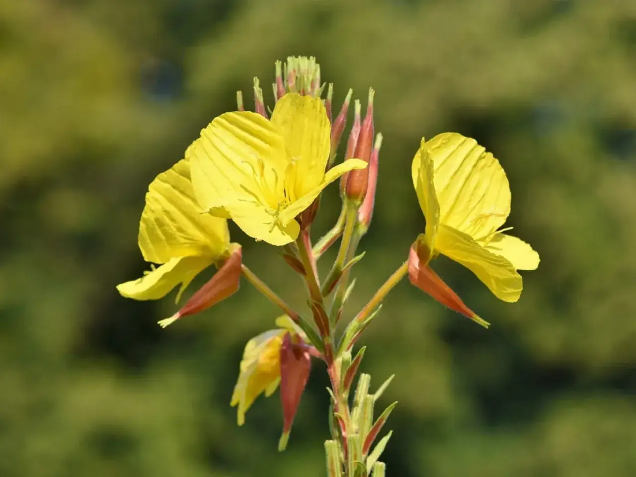 Fleurs d'onagre jaunes, &eacute;voquant les bienfaits de l'huile d'onagre pour la peau et le bien-&ecirc;tre.