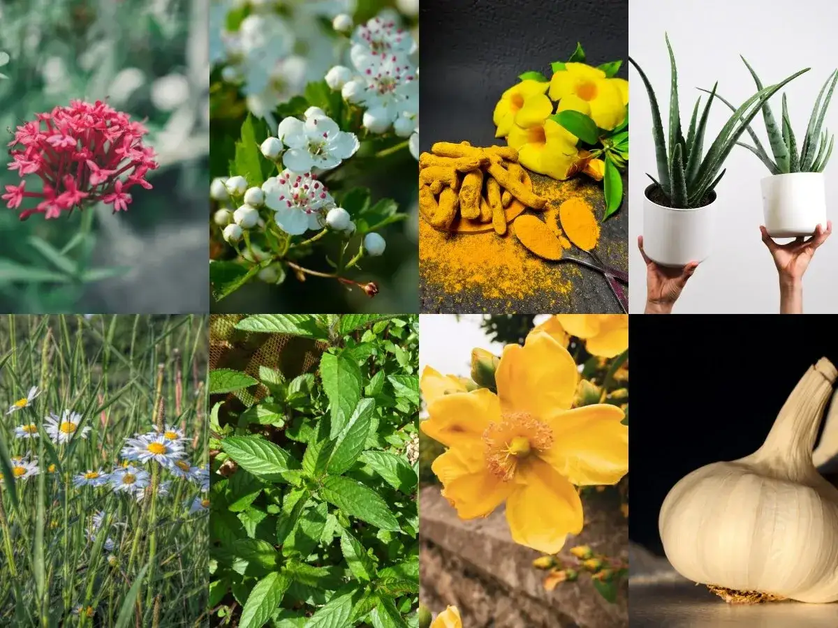 Fleurs, herbes, curcuma, alo&egrave;s, ail : des ingr&eacute;dients naturels pour comprendre qu'est-ce que la phytoth&eacute;rapie.