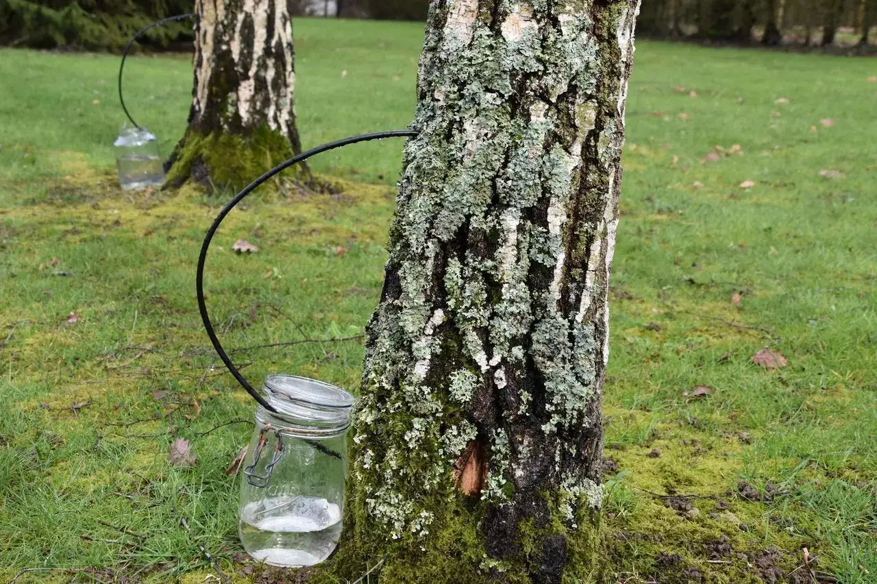 R&eacute;colte d'eau de bouleau : un tube noir relie un bouleau &agrave; un bocal en verre rempli de liquide clair, pos&eacute; sur l'herbe.