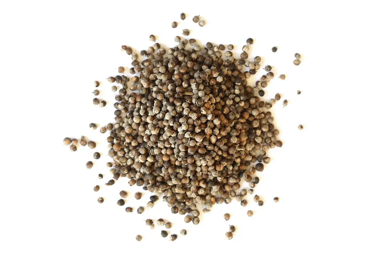 Gattilier : attention au danger de ces petites graines. Elles ressemblent &agrave; des grains de poivre, mais leur usage doit &ecirc;tre prudent.