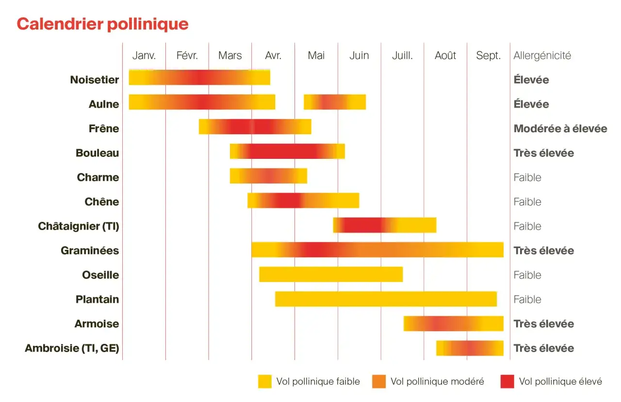 Calendrier des pollens montrant le type d'allergie saisonnière. Les barres indiquent la période et l'intensité du pollen de noisetier, aulne, frêne, etc.