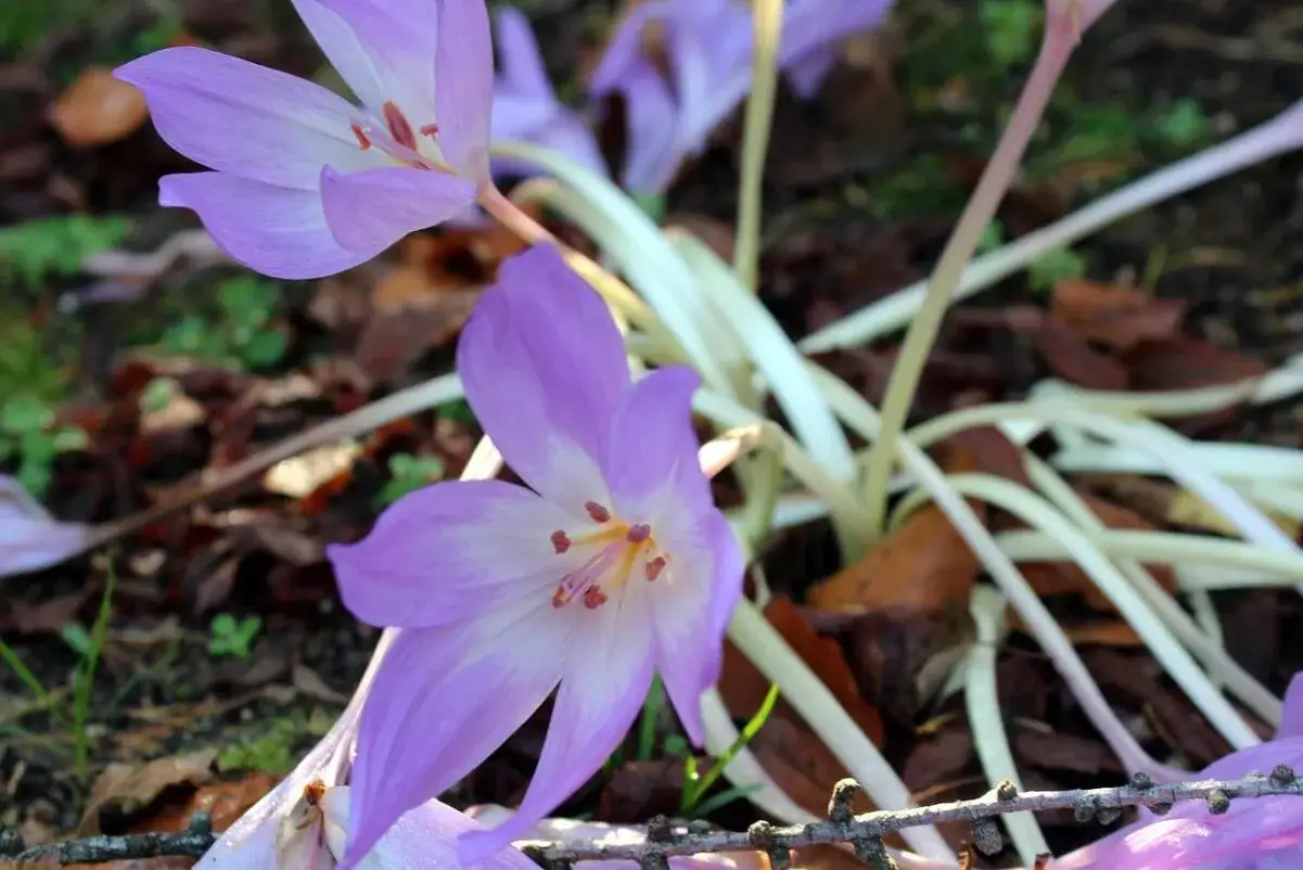 Fleurs violettes d&eacute;licates, ressemblant &agrave; du safran, mais attention, elles sont toxiques. Le danger se cache dans leur beaut&eacute;.