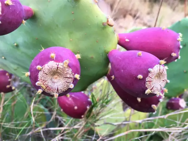 Gros plan sur des fruits violets et épineux de le nopal, posés sur une large feuille verte.