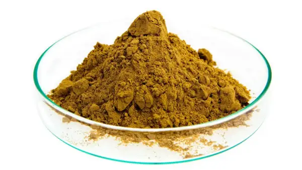 Poudre d'harpagophytum dans une coupelle de laboratoire. Connaître les harpagophytum contre indication est essentiel avant usage.