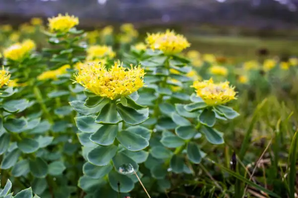 Plantes de rhodiola aux fleurs jaunes éclatantes. Idéal pour savoir quand prendre rhodiola pour un regain d'énergie naturel.