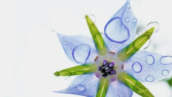 Fleur bleue de bourrache, ornée de gouttes d'eau, évoquant la pureté de l'huile de bourrache et l'équilibre des hormones.