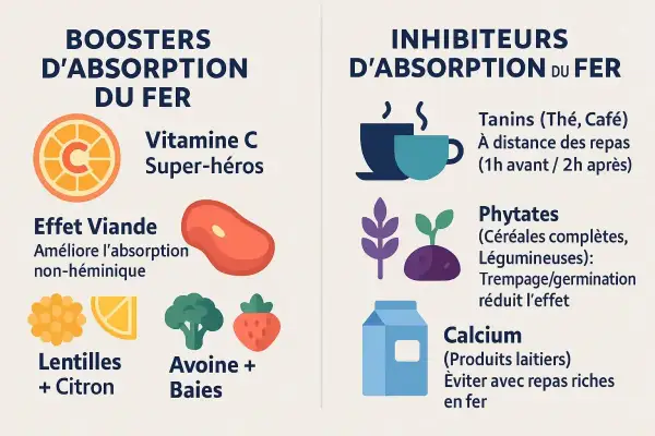 Boosters et inhibiteurs d'absorption du fer : Vitamine C, viande, lentilles, avoine, baies aident, tandis que tanins, phytates et calcium peuvent nuire à l'absorption du fer héminique.