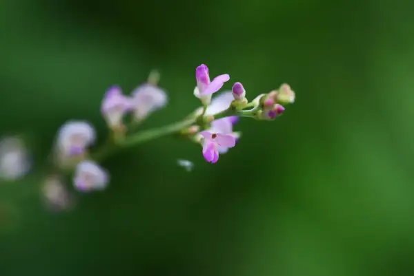 Fleurs délicates de desmodium, plante réputée pour ses bienfaits sur le foie, sur fond vert flou.