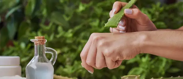 Gel d'aloe vera appliqué sur la peau pour apaiser une piqûre de moustique. Un flacon d'huile est à côté.