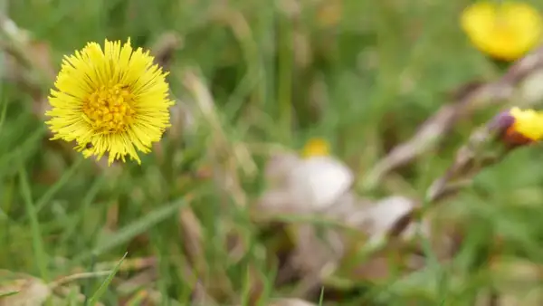Fleur jaune éclatante, une plante pour la toux, se dresse dans l'herbe verte. Un petit insecte s'y pose.