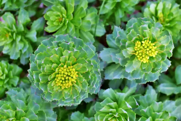 Gros plan sur des rosettes de feuilles vertes et charnues, certaines avec des bourgeons jaunes au centre. Un aperçu des bienfaits de la rhodiola.