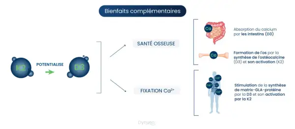 Schéma illustrant les bienfaits complémentaires de la vitamine K2 et D3 pour la santé osseuse et la fixation du calcium.