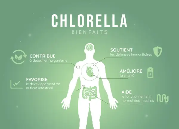 La chlorella aide à détoxifier, soutient les défenses immunitaires, améliore la vitalité et favorise une flore intestinale saine, réduisant ainsi le **chlorella ventre gonflé**.