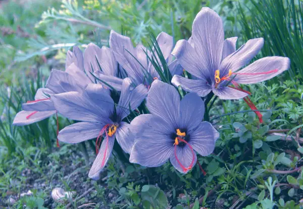 Fleurs de crocus safran aux pistils rouges, évoquant les bienfaits de l'infusion safran.