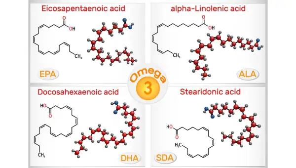 Représentation des acides gras oméga 3 : EPA, DHA, ALA et SDA. Ces molécules sont essentielles pour la santé.