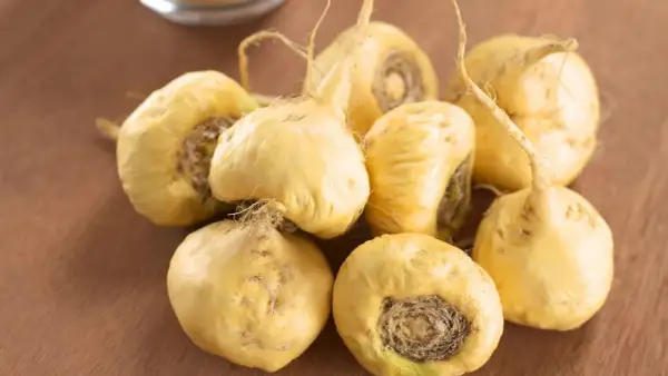 Racines de maca jaunes, prêtes à offrir un maca effet immédiat.