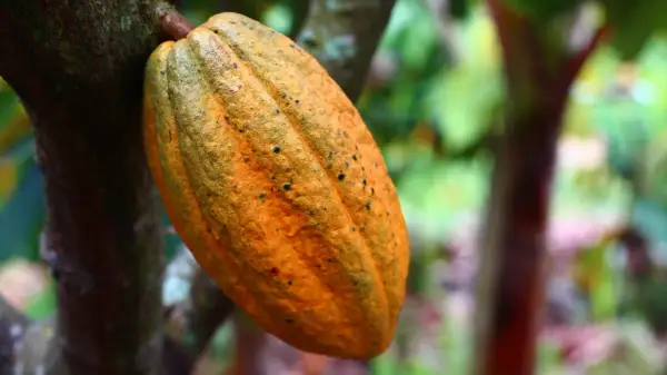 Cacao mûr, orange et tacheté, suspendu à un arbre. Une image qui rappelle la transformation en poudre de cacao, un délice qui peut cacher un danger pour certains.
