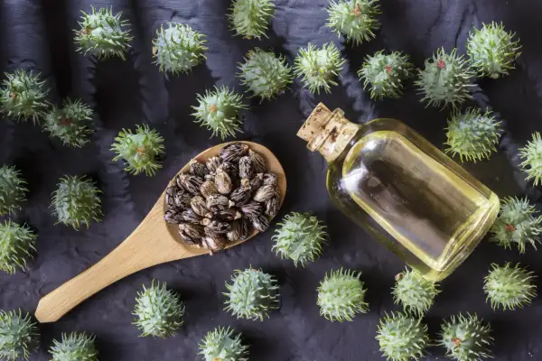 Graines de ricin, fruits épineux et une fiole d'huile. Attention, l'huile de ricin danger est réelle si mal utilisée.