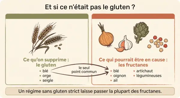 Illustration comparant les aliments à supprimer en cas d'intolérance au gluten (blé, orge, seigle) et ceux qui pourraient être en cause (fructanes : blé, oignon, ail, artichaut, légumineuses).