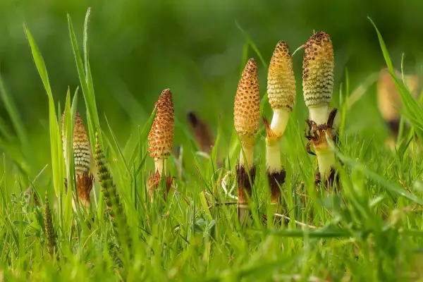 Des tiges de prêle émergent de l'herbe verte, rappelant les nombreux prêle bienfaits pour la santé.