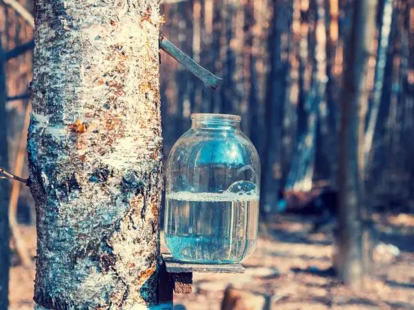 Bocal en verre rempli d'eau de bouleau, collectée sur un tronc d'arbre dans une forêt.