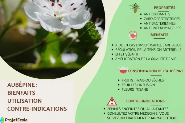 Fleur d'aubépine, utile pour la régulation de la tension artérielle et l'hypertension. Ses bienfaits sont nombreux.