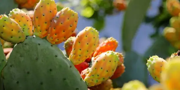Poires de nopal mûres sur un cactus vert, évoquant les nombreux nopal bienfaits pour la santé.