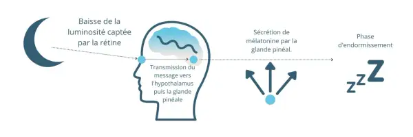 Schéma expliquant que la baisse de luminosité déclenche la sécrétion de mélatonine par la glande pinéale, menant à la phase d'endormissement. La mélatonine, c'est quoi ? C'est l'hormone du sommeil.