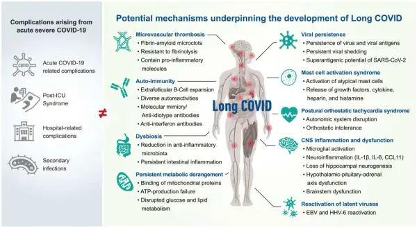 Schéma des mécanismes du covid long : thrombose, auto-immunité, dysbiose, persistance virale, activation mastocytaire, POTS, inflammation SNC, réactivation virale. Pistes pour le covid long traitement.