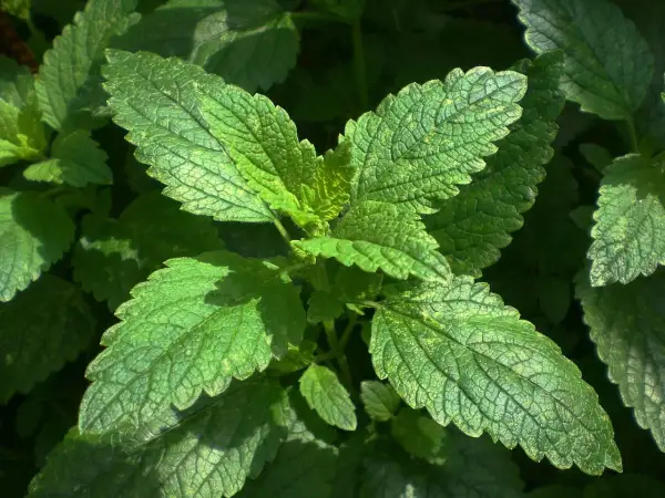 Feuilles vertes de mélisse, idéales pour infusion relaxante. La mélisse est reconnue pour ses vertus apaisantes.